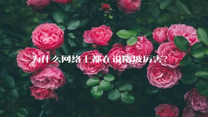 为什么网络上都在说隋坡厉害？